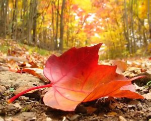autumn-falling-leaf-3